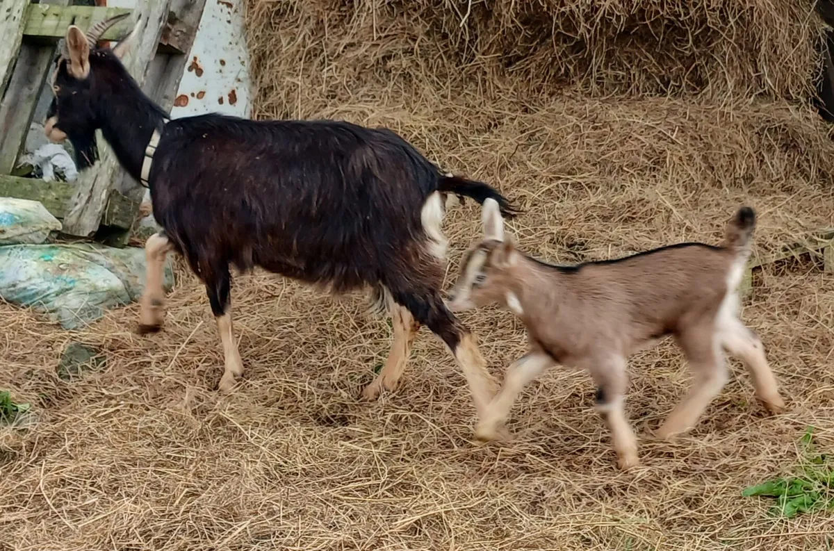 Wild Irish goat breed mum and female kid - Image 3