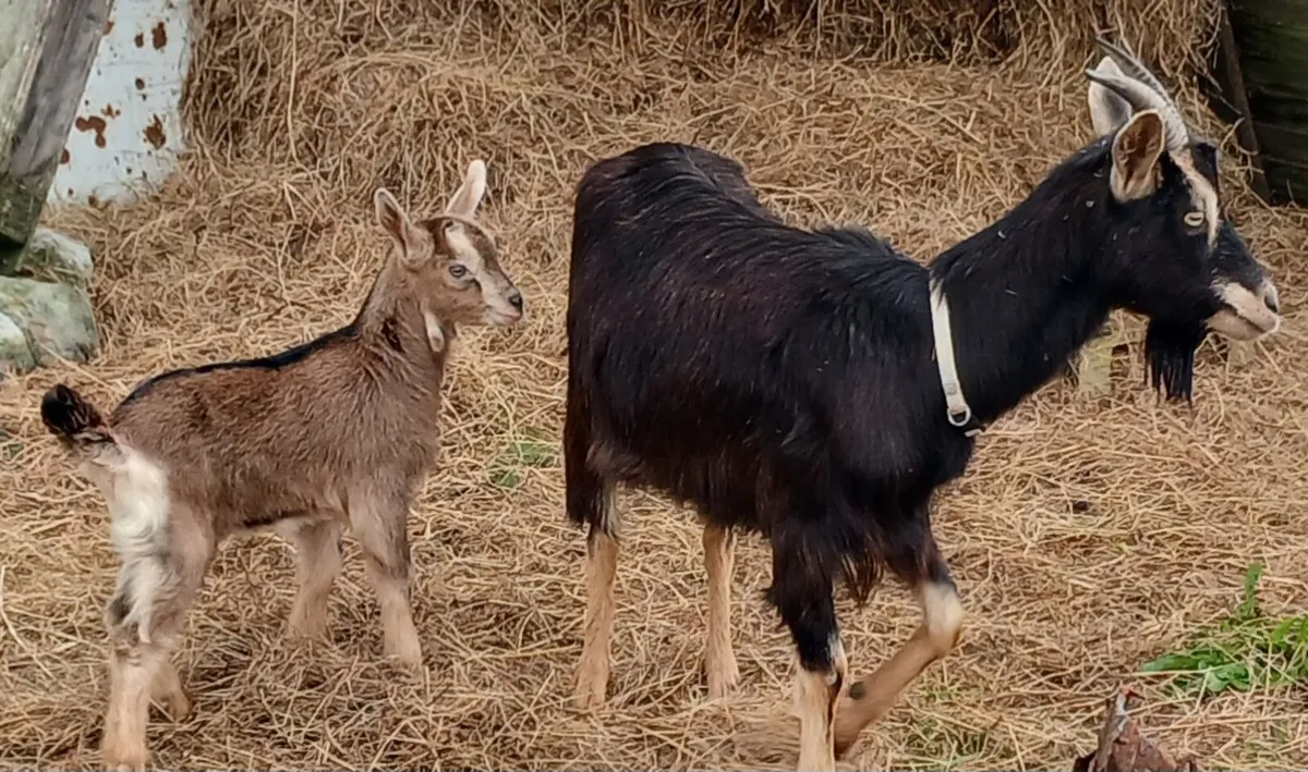 Wild Irish goat breed mum and female kid - Image 4