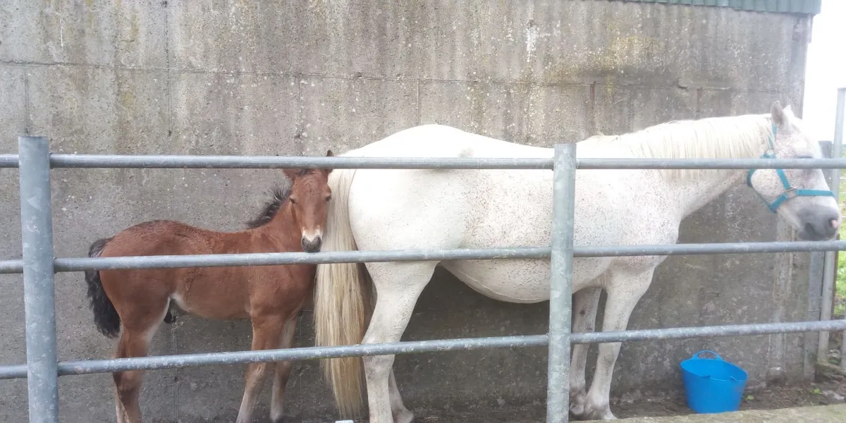 Connemara Brood Mare - Image 3