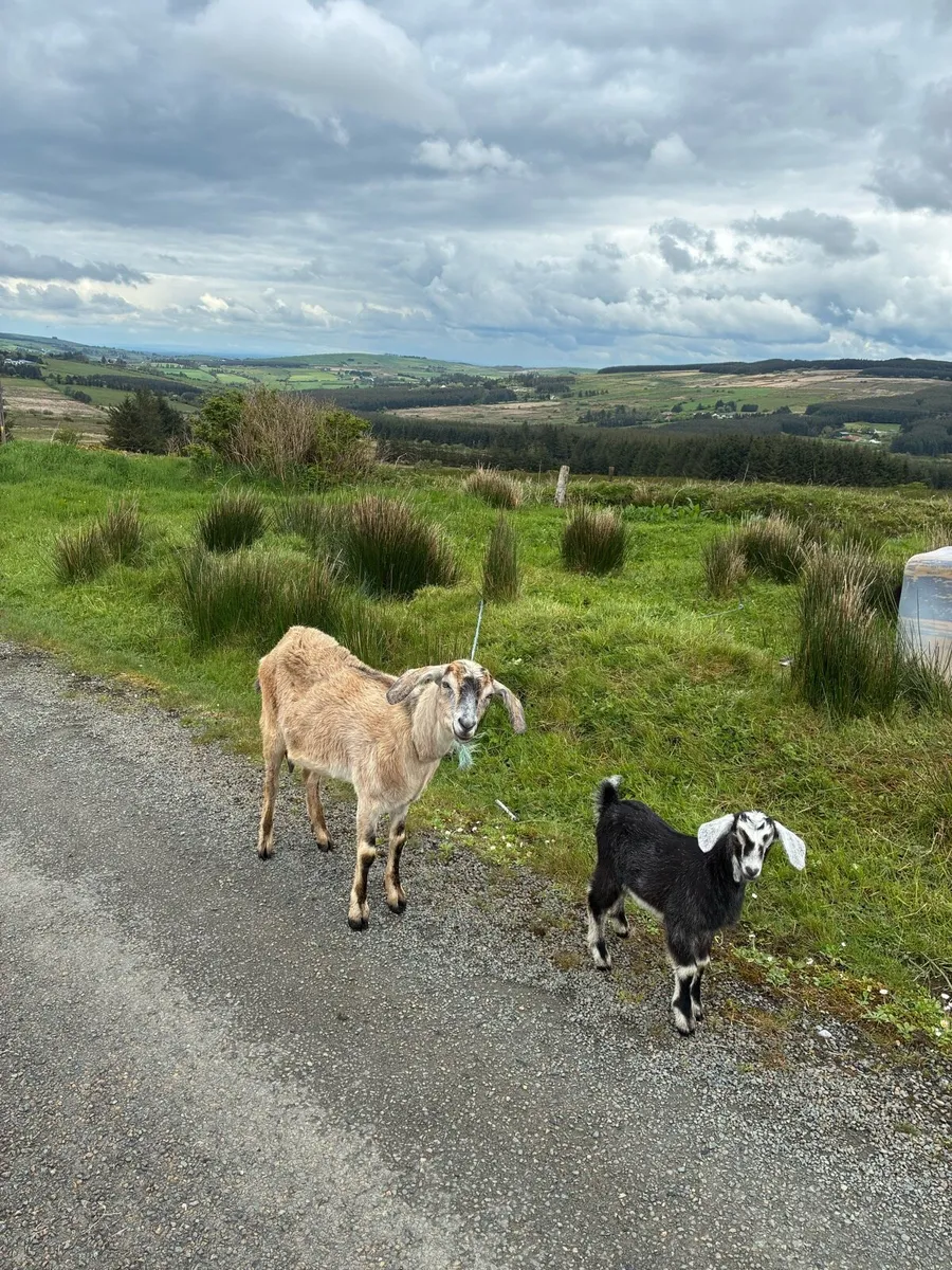 She Goats - Image 1