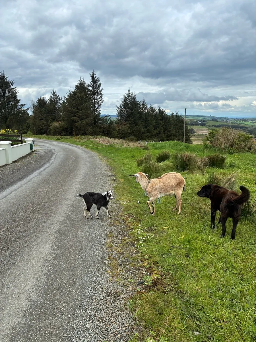 She Goats - Image 2