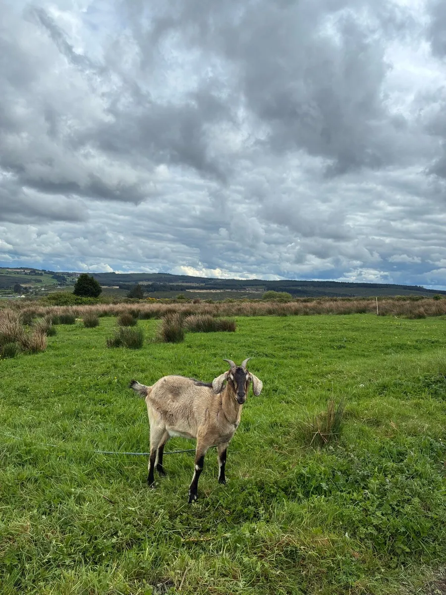She Goats - Image 3