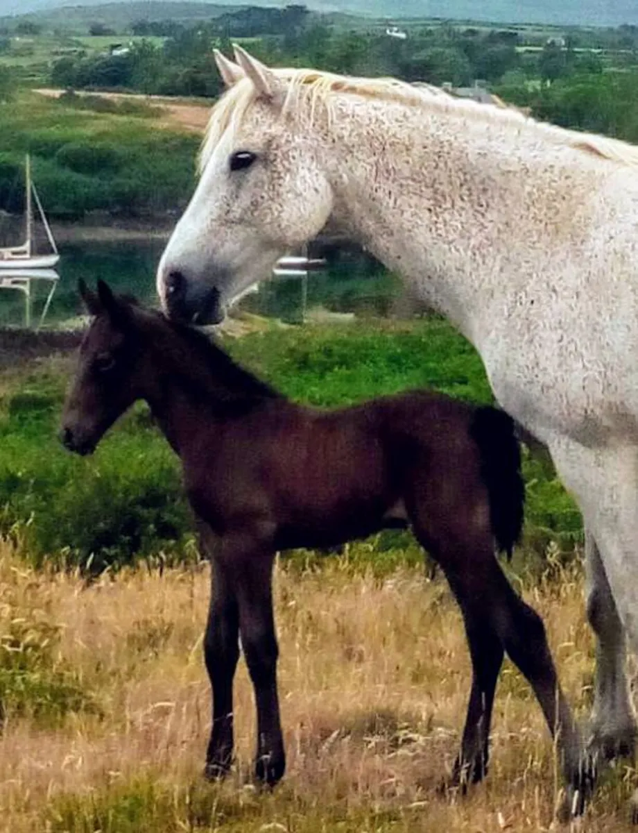 Connemara Brood Mare - Image 1