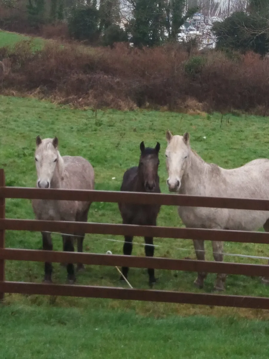 Connemara Brood Mare - Image 4