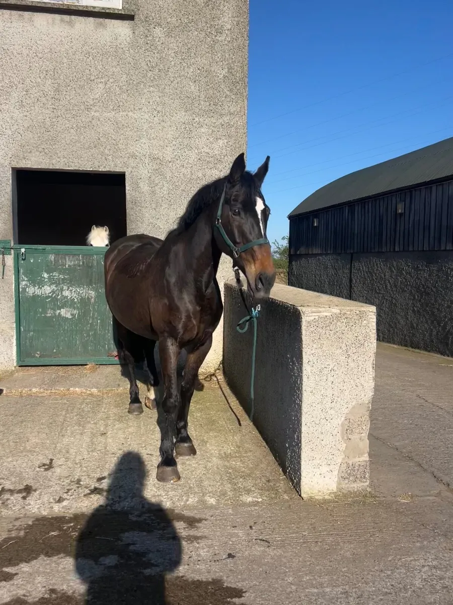 Broodmare / Companion - Image 1