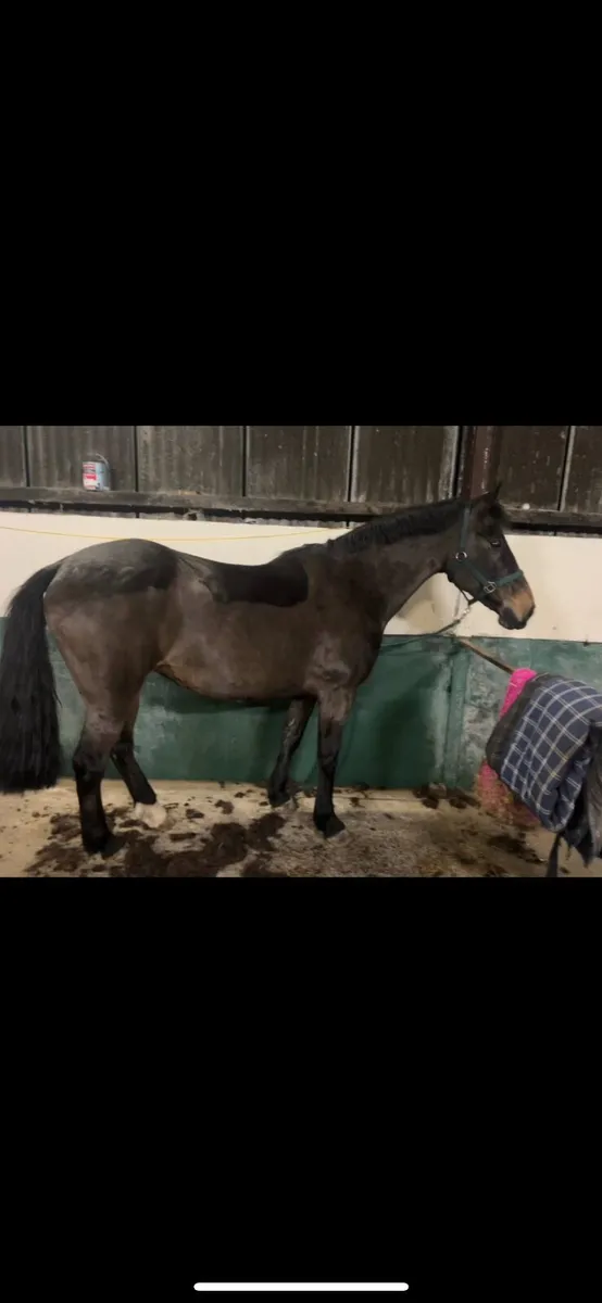 Broodmare / Companion - Image 2