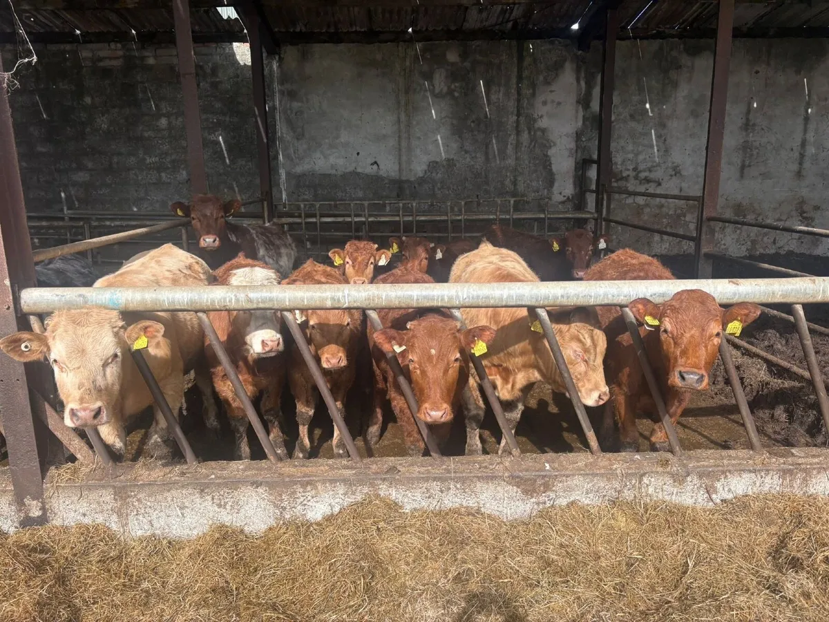 Organic Livestock - Image 3