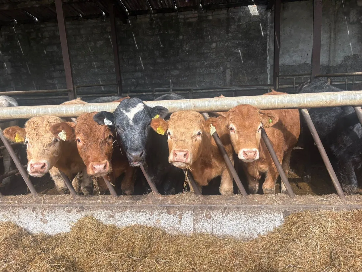 Organic Livestock - Image 2
