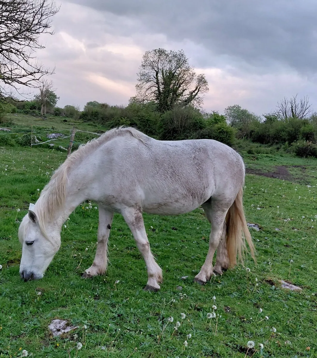 Class 1 Connemara Mare - Image 4