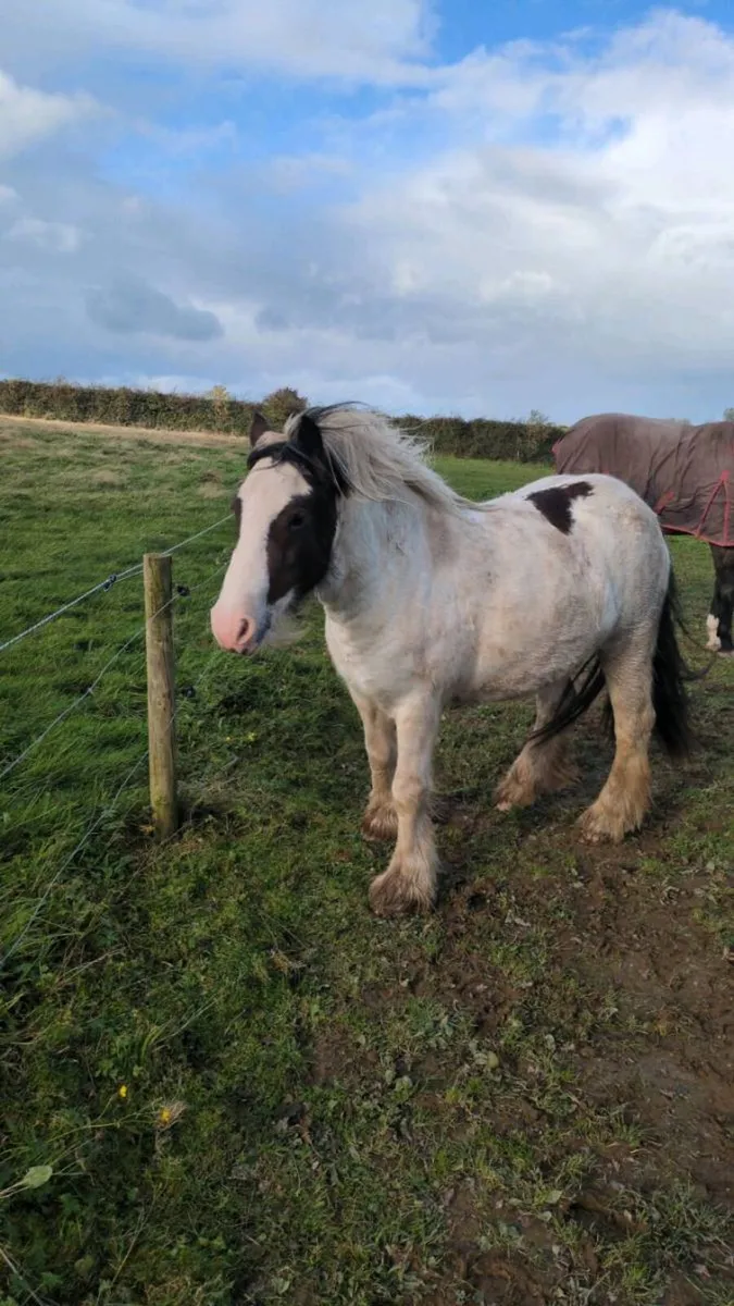 4year filly - Image 1
