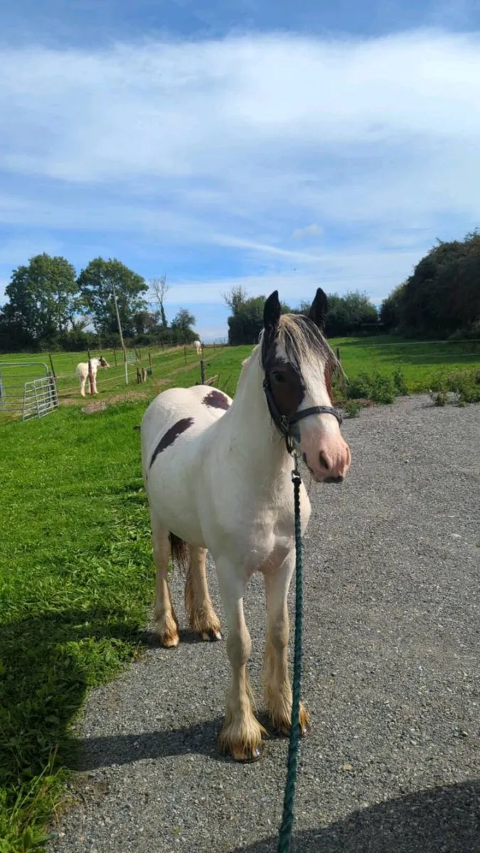 4year filly - Image 2