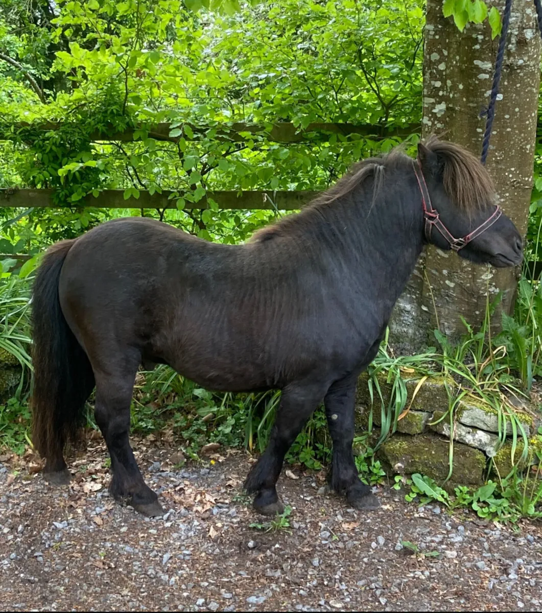 Five year old Shetland pony stallion - Image 4