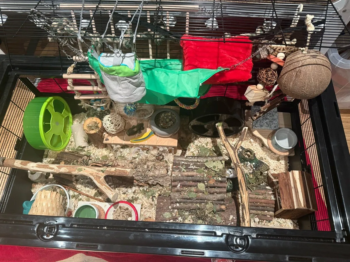 Rehoming 4 mice - Image 1
