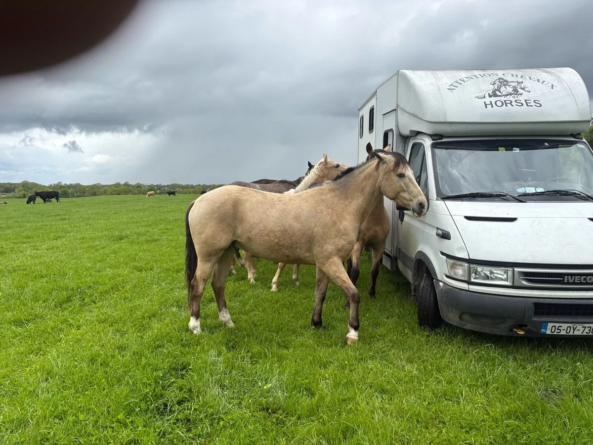 Horse - Image 2