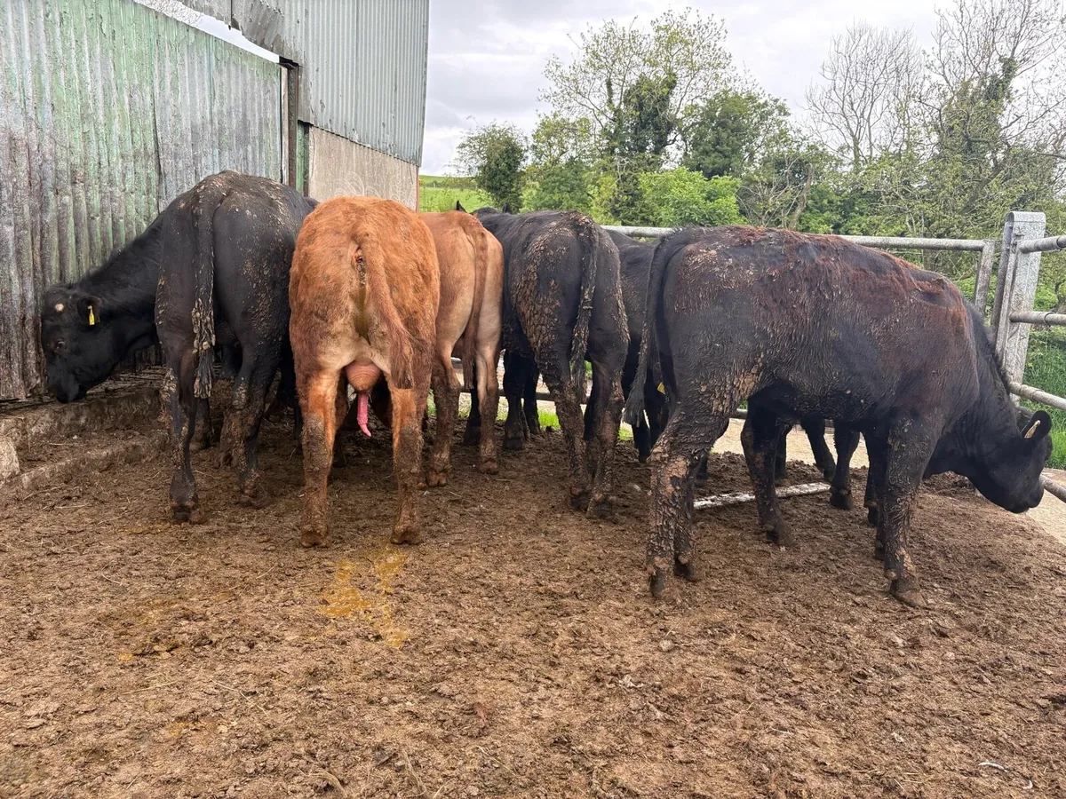 14 Angus bullocks - Image 1