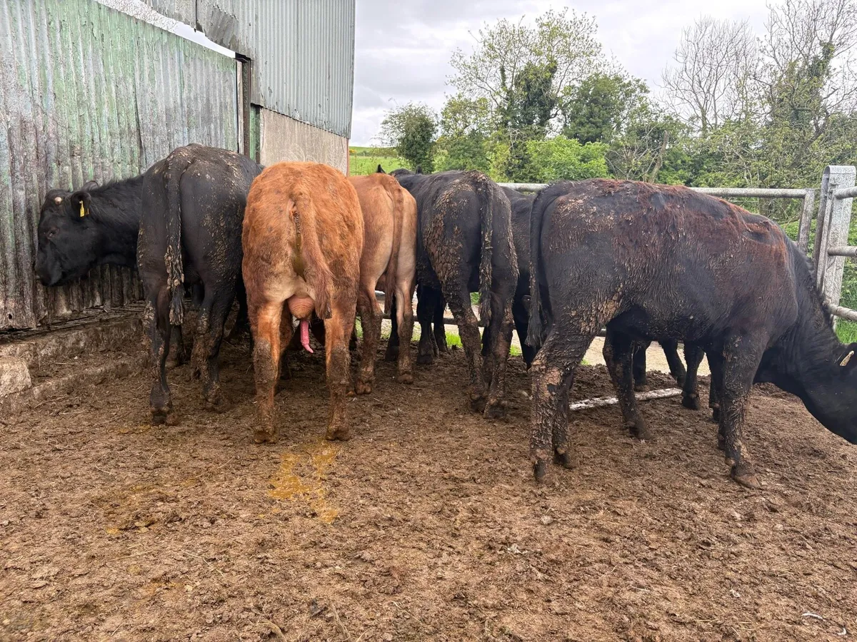 14 Angus bullocks - Image 2
