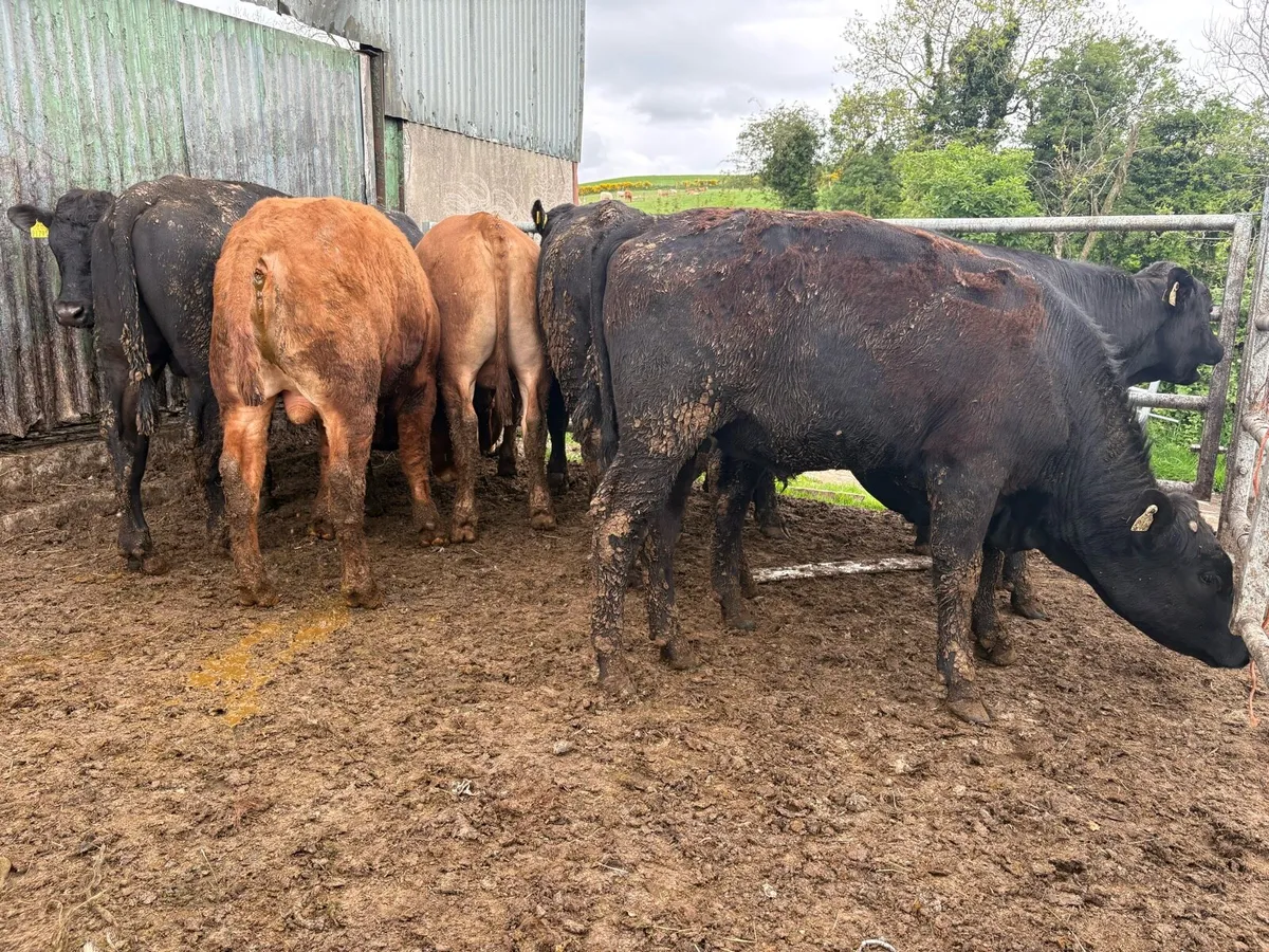 14 Angus bullocks - Image 3