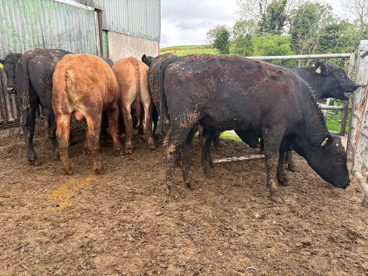 14 Angus bullocks - Image 4