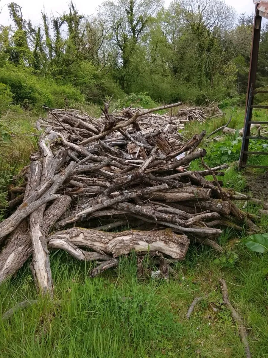 Firewood - Image 1