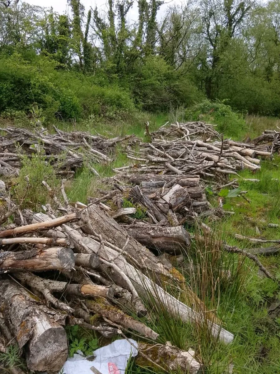 Firewood - Image 2
