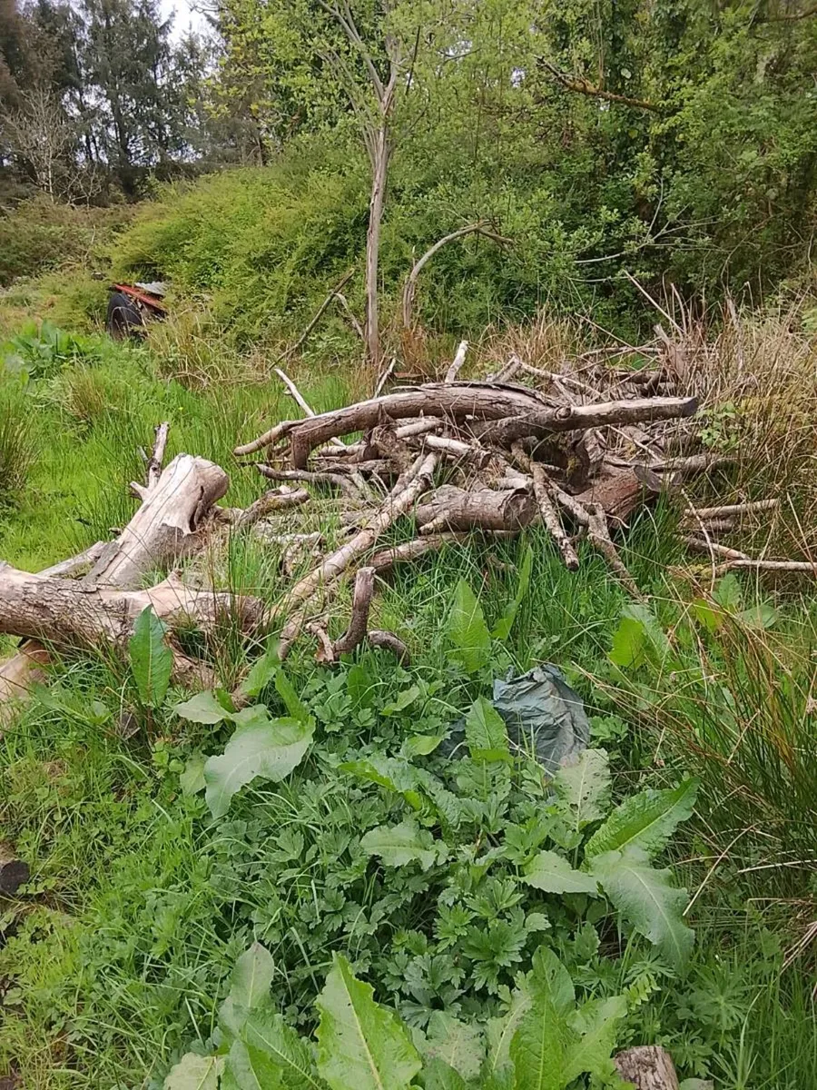 Firewood - Image 3