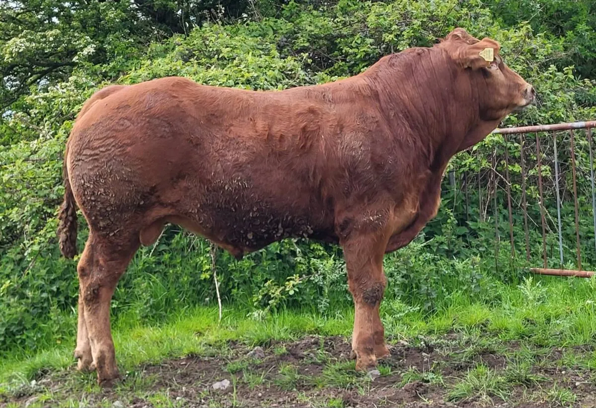 5 star PBR Limousin Bulls - Image 3