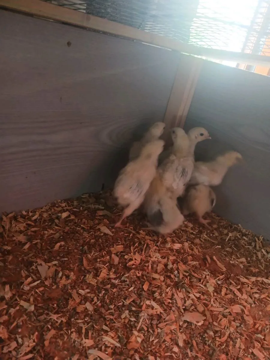 Hatching eggs / chicks - Image 1
