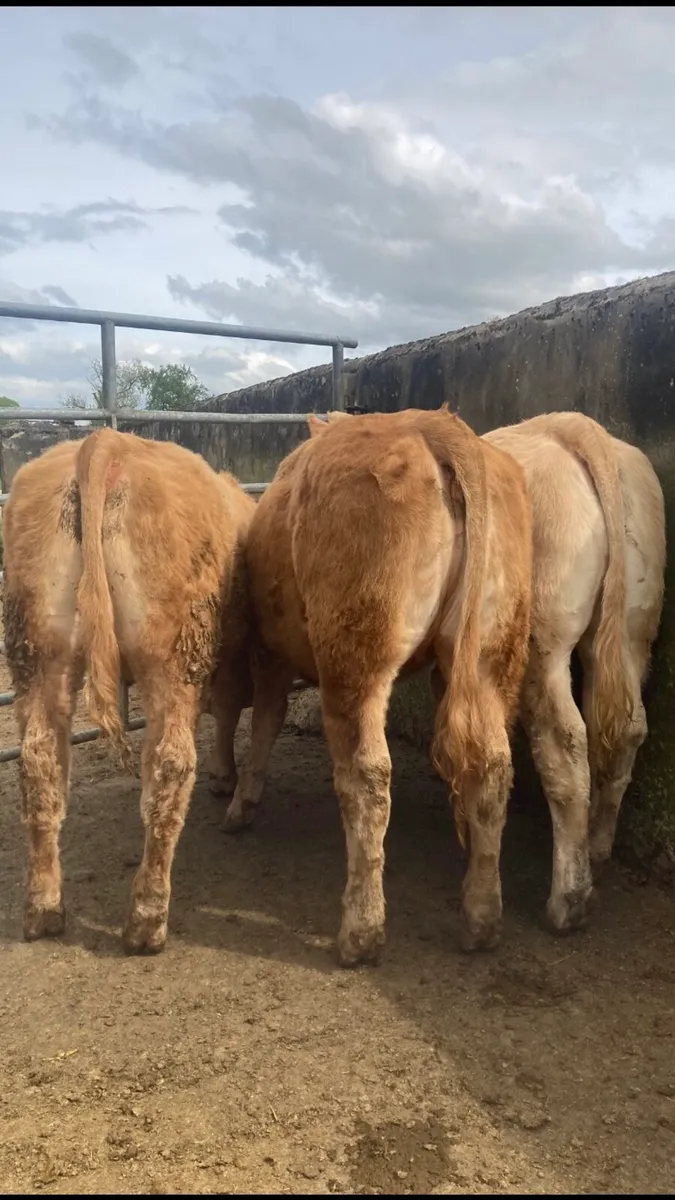 HYBRID LIMOUSIN HEIFERS - Image 1