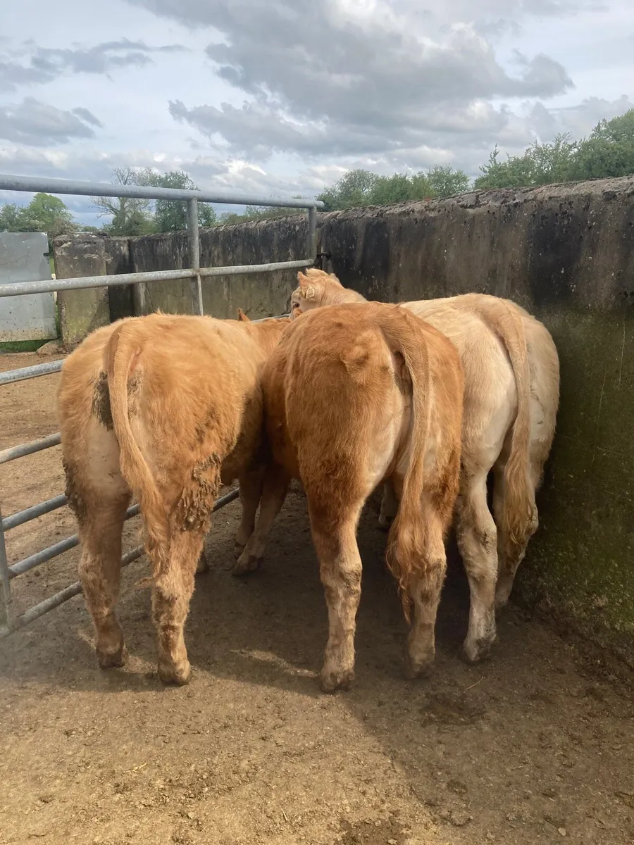 HYBRID LIMOUSIN HEIFERS - Image 3