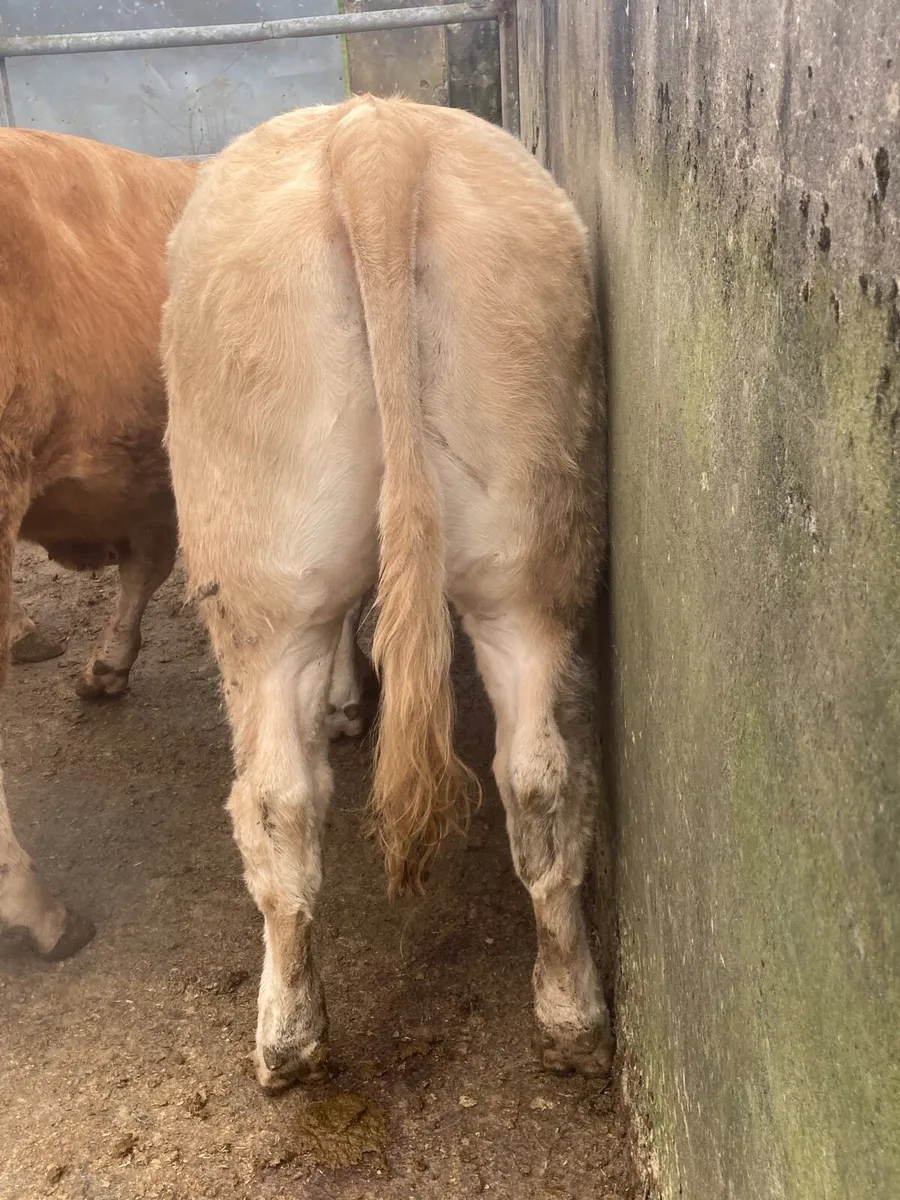 HYBRID LIMOUSIN HEIFERS - Image 4