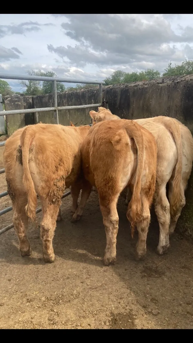 HYBRID LIMOUSIN HEIFERS - Image 2
