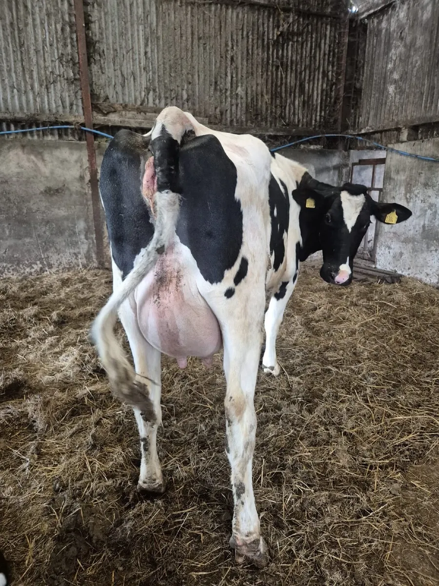 Calved Holstein heifer - Image 1