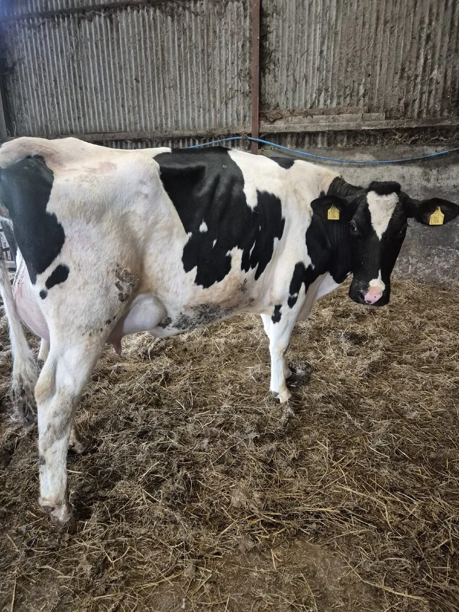 Calved Holstein heifer - Image 2