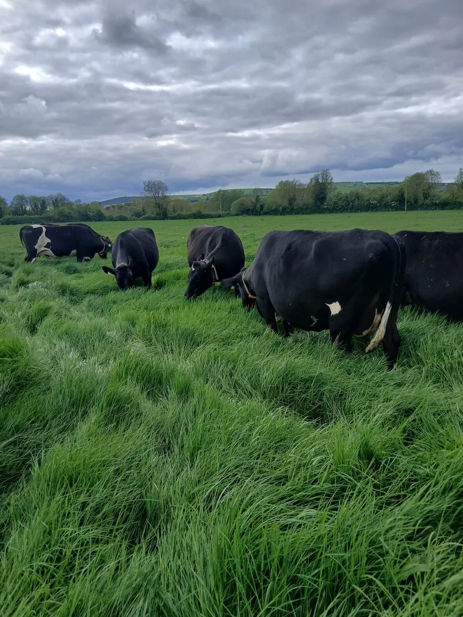 Incalf cows and heifers f - Image 2