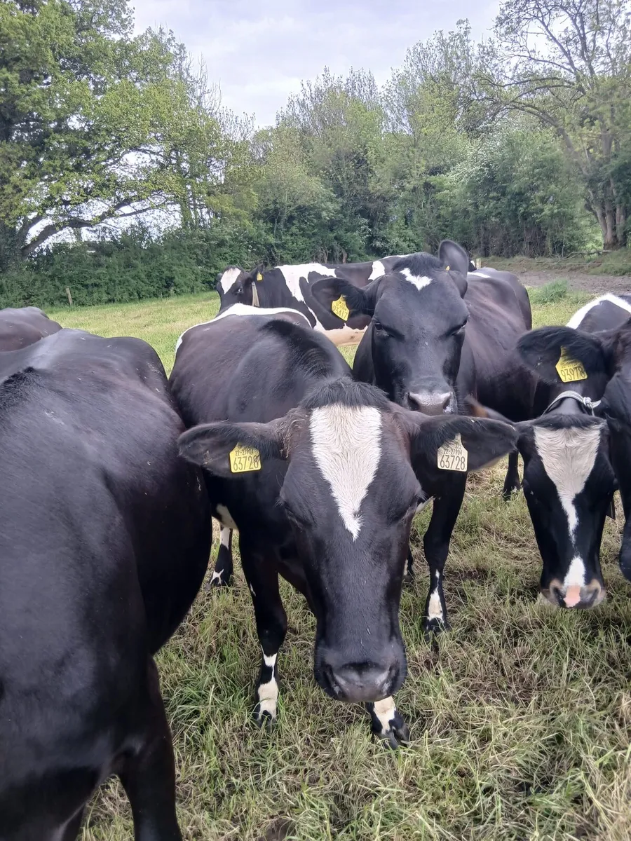 Incalf cows and heifers f - Image 1