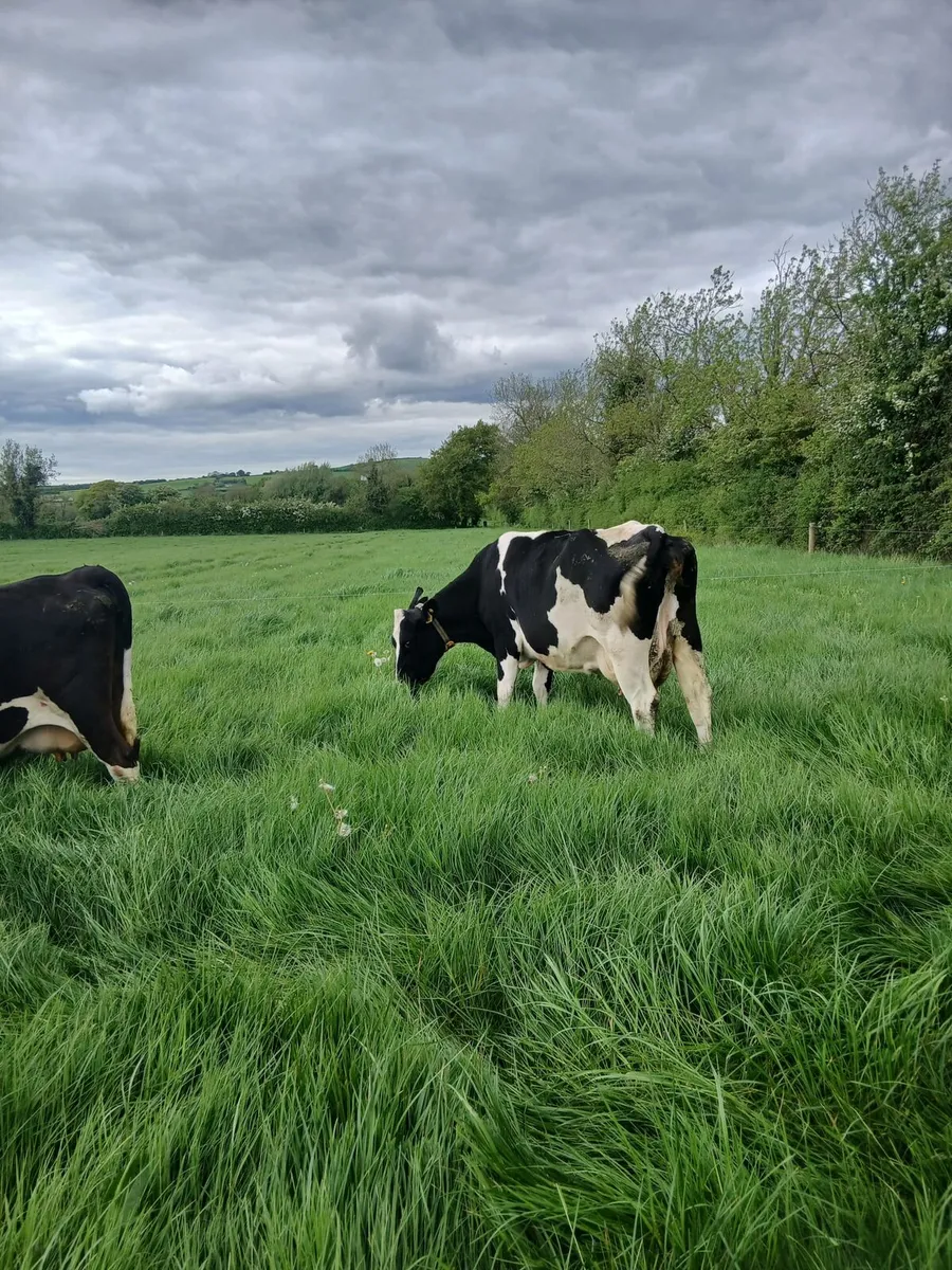Incalf cows and heifers f - Image 3