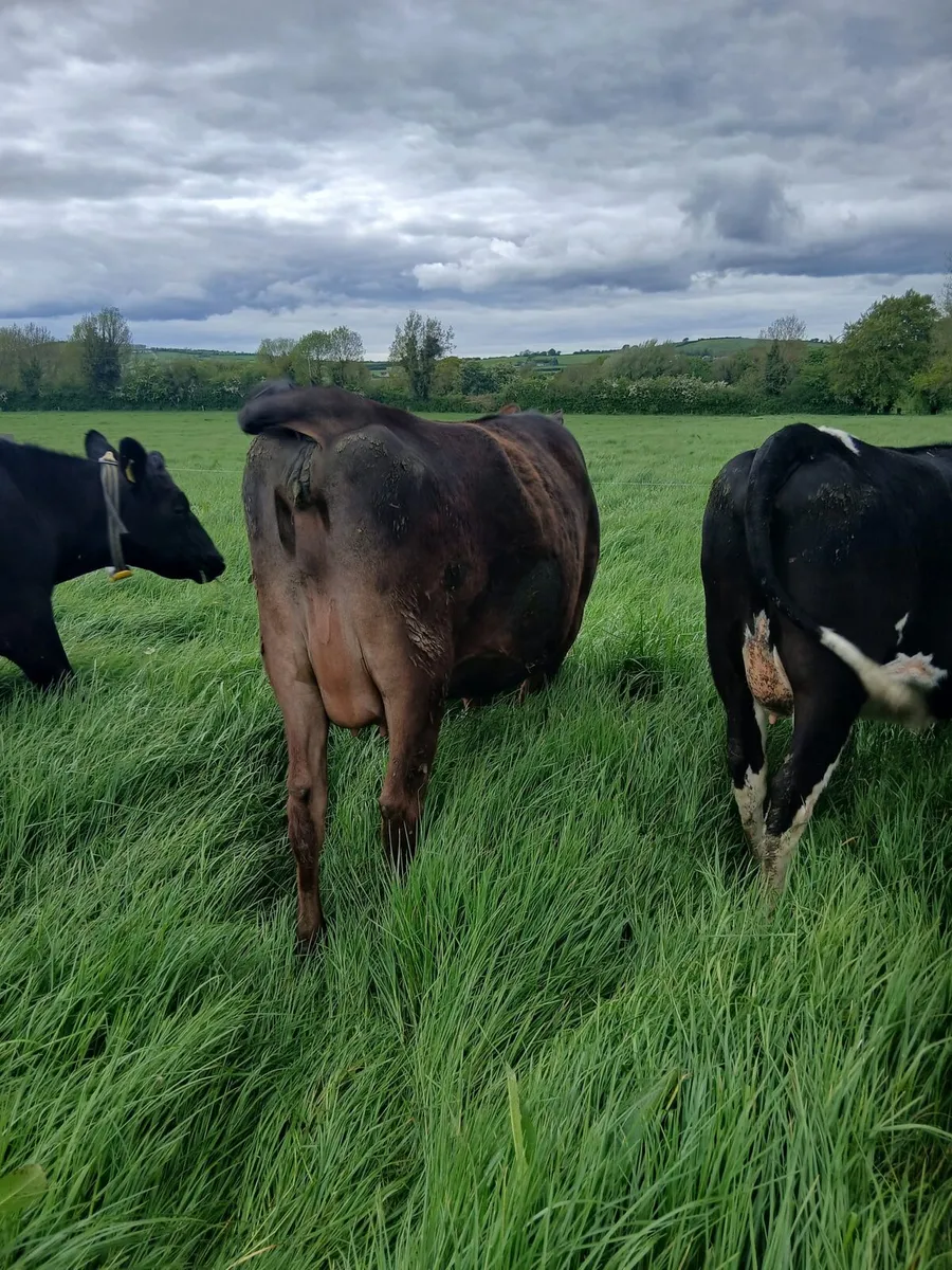 Incalf cows and heifers f - Image 4