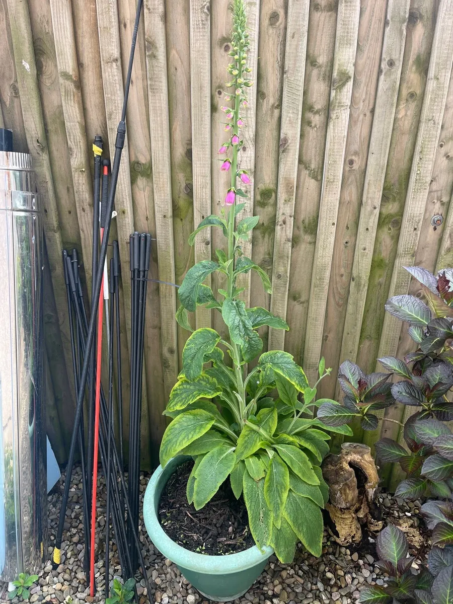Big pot with Foxglove plant - Image 2
