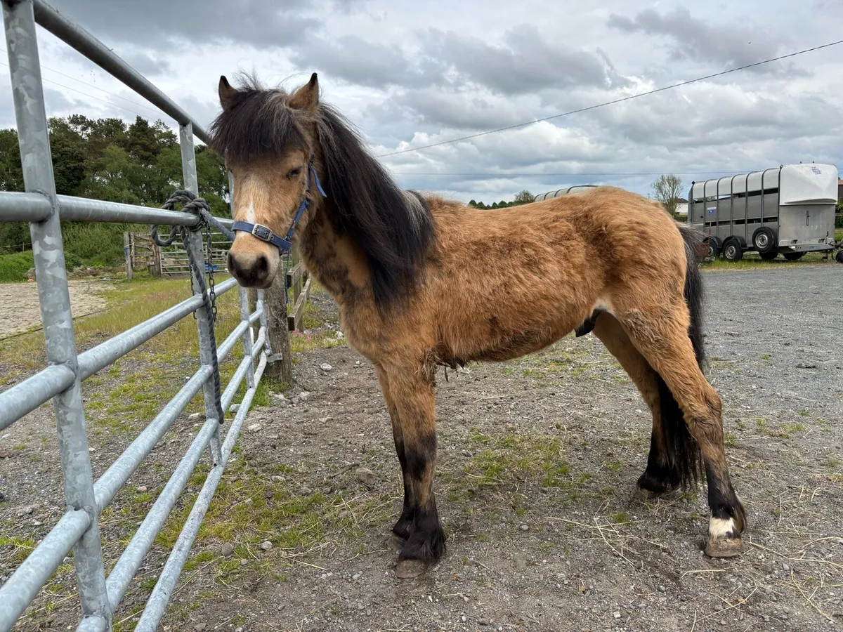 pony - Image 1