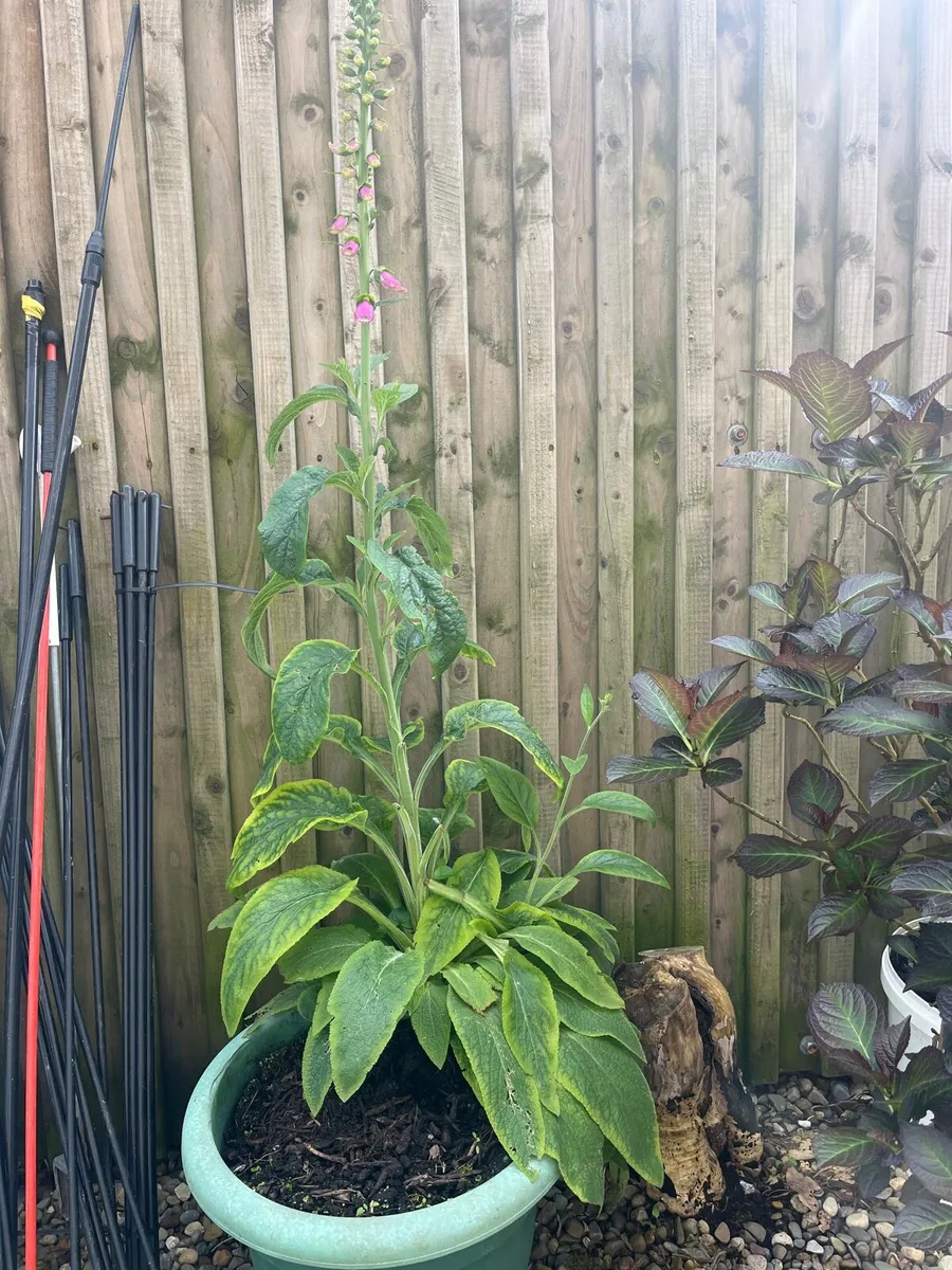 Big pot with Foxglove plant - Image 3