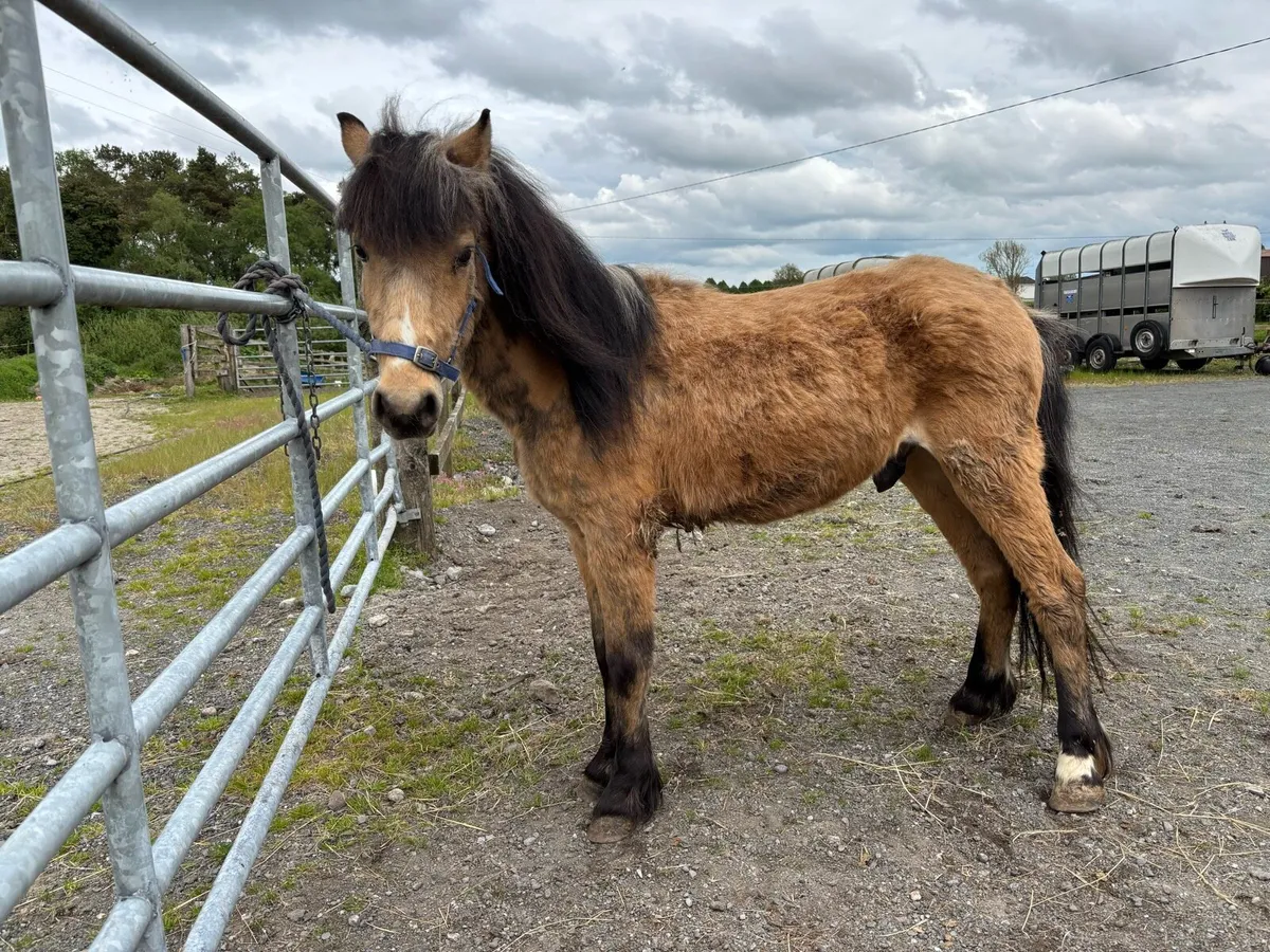 pony - Image 4