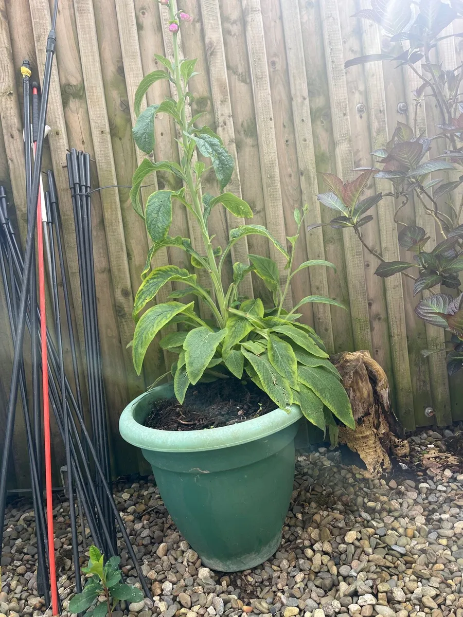 Big pot with Foxglove plant - Image 4