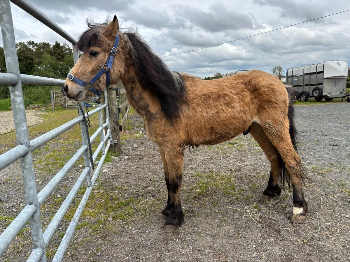 pony - Image 2