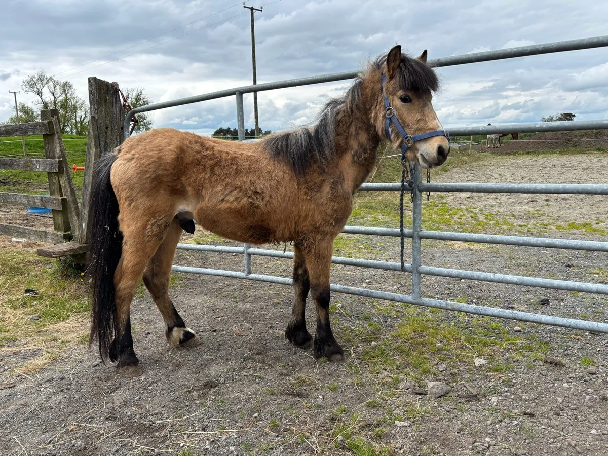 pony - Image 3