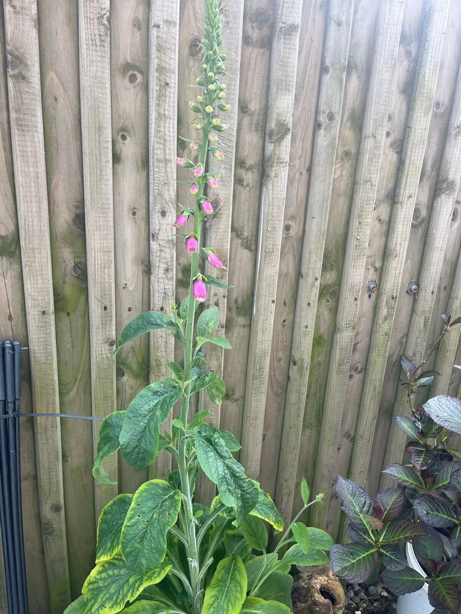 Big pot with Foxglove plant - Image 1