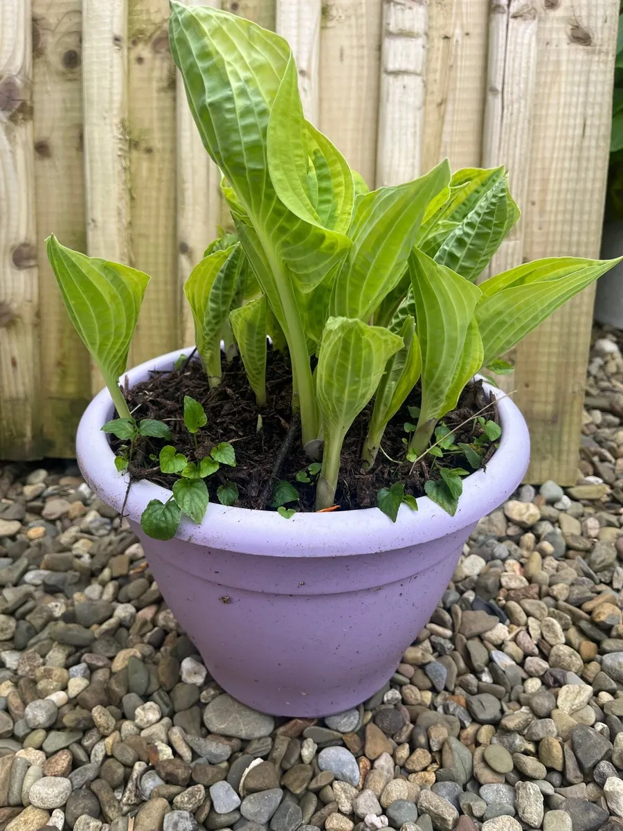 Hosta plant - Image 1