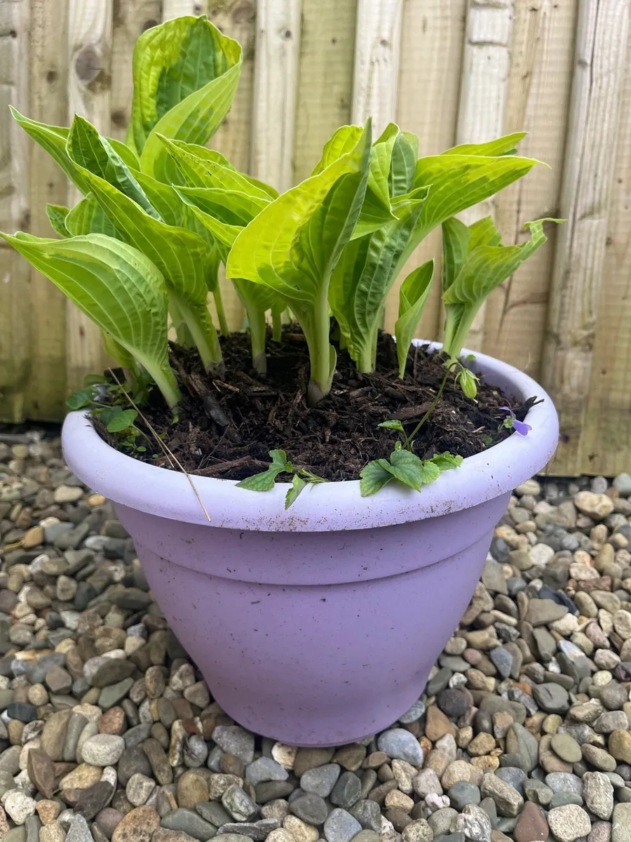 Hosta plant - Image 3