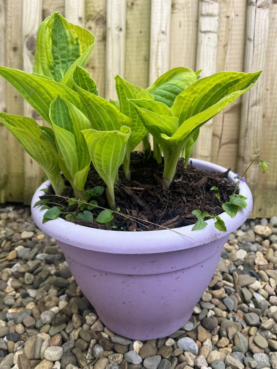 Hosta plant - Image 2