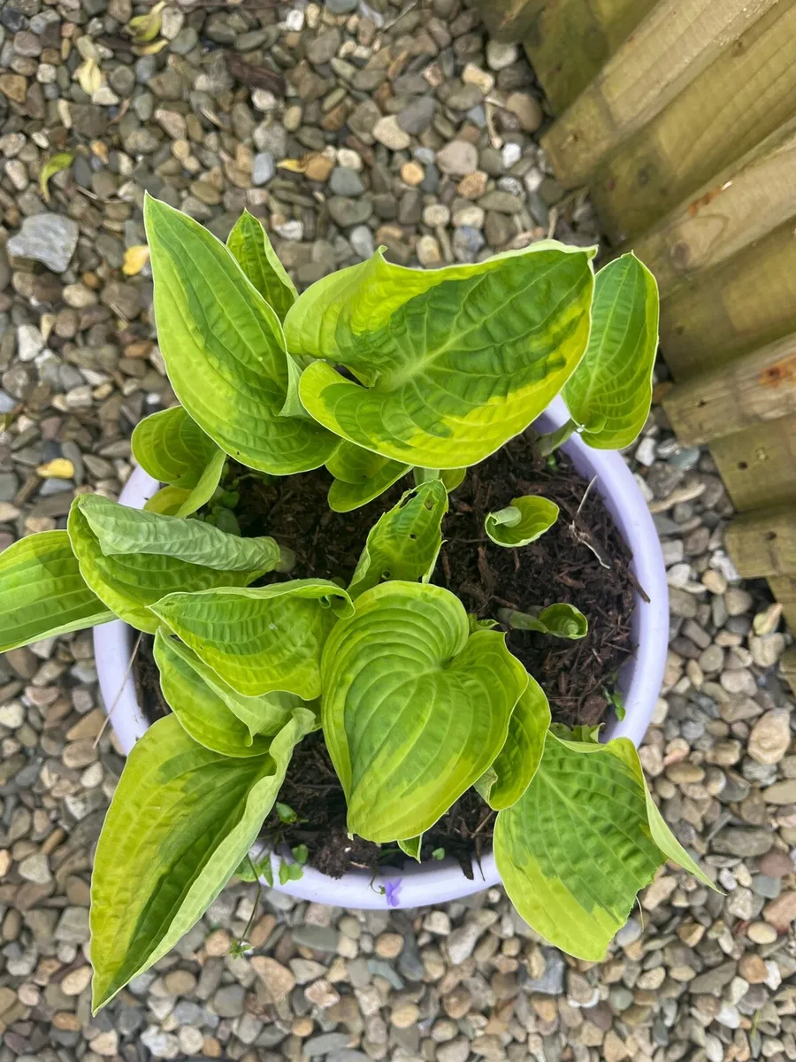 Hosta plant - Image 4