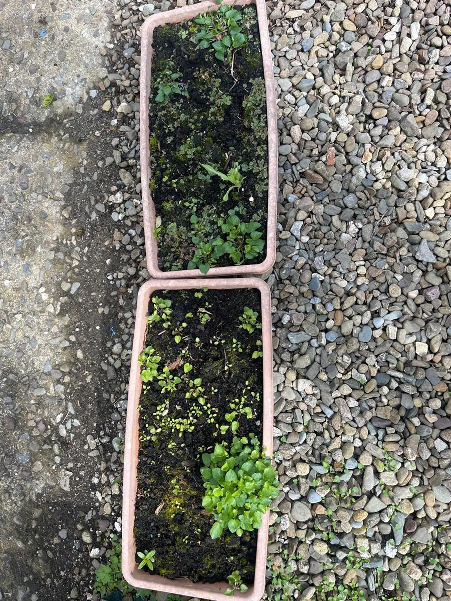 Two big pots with soil - Image 2
